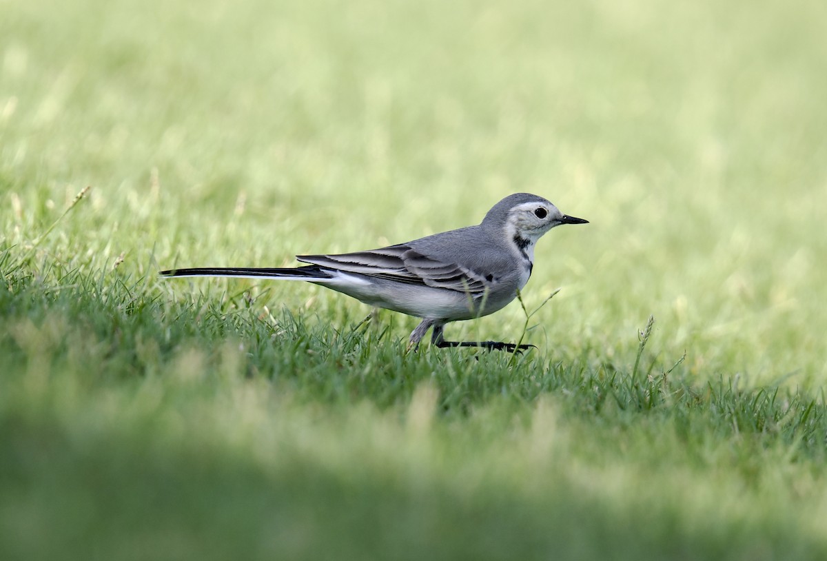 Lavandera Blanca - ML644704749