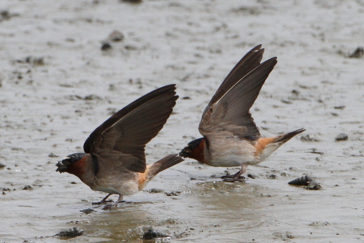 Golondrina Risquera - ML644704750