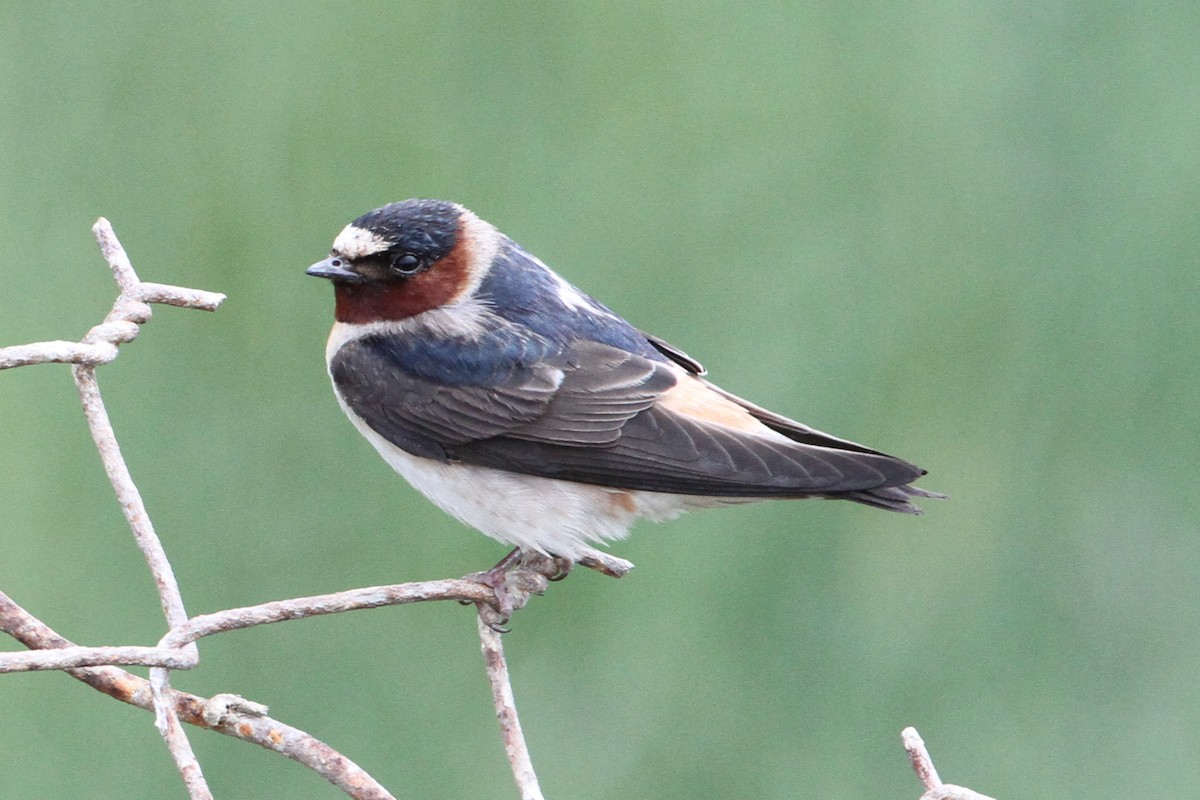 Golondrina Risquera - ML644704751