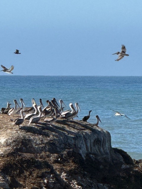 Brown Pelican - ML644704753