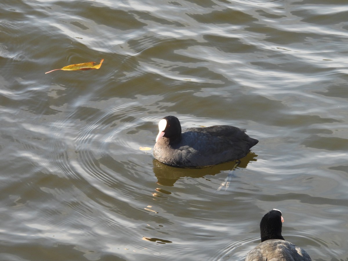 白冠雞 - ML644704754