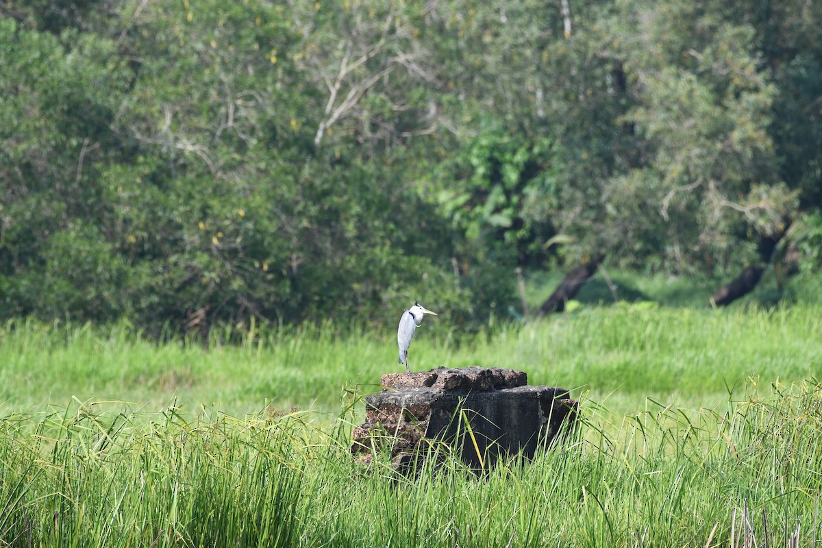 蒼鷺 - ML644704757