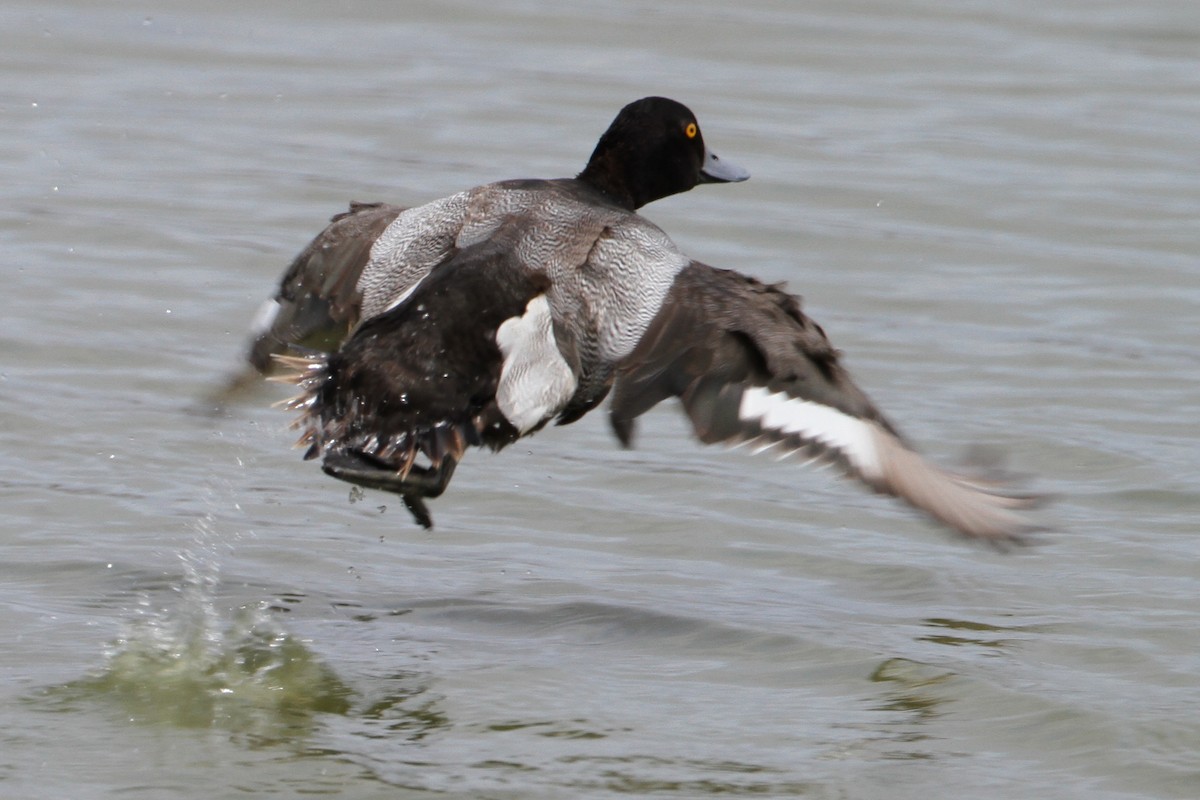 スズガモ - ML644704758