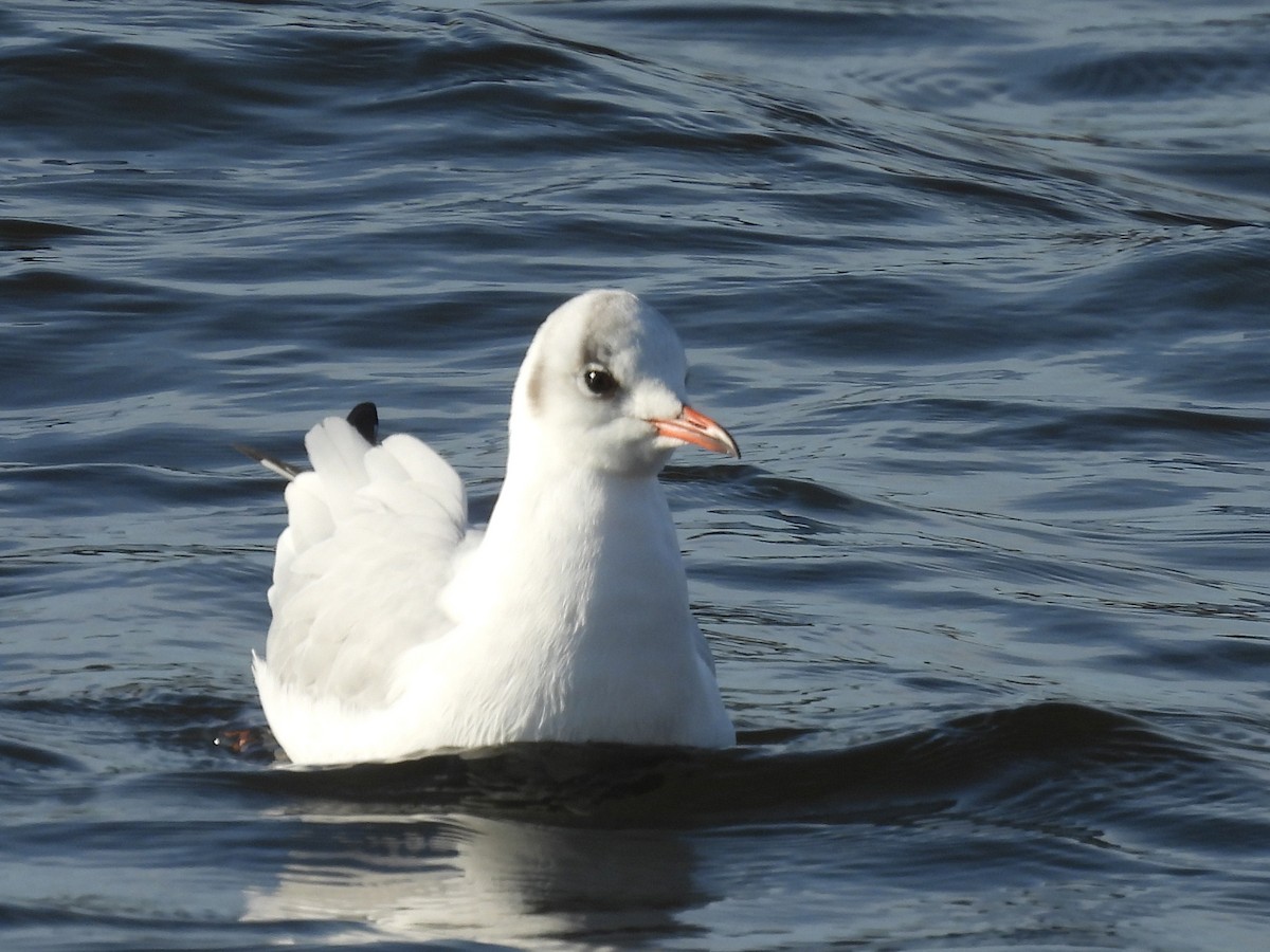 紅嘴鷗 - ML644704759