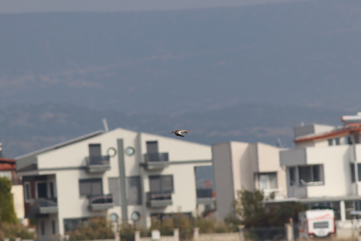 アカアシシギ - ML644704760