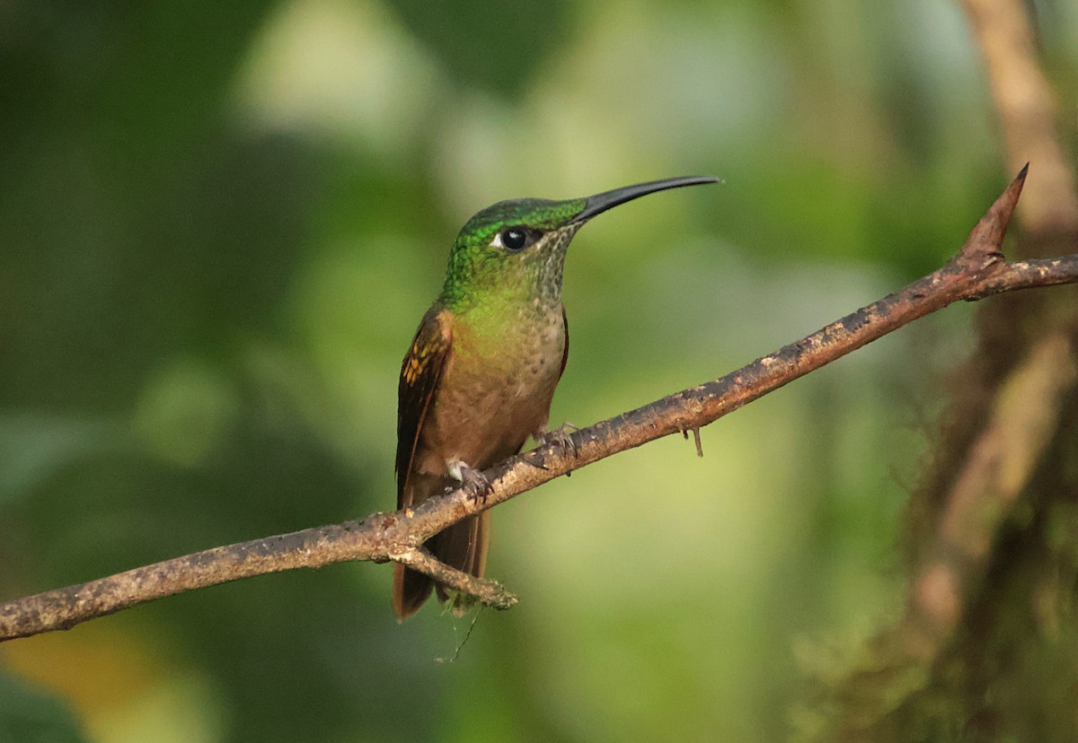 Fawn-breasted Brilliant - ML644704761