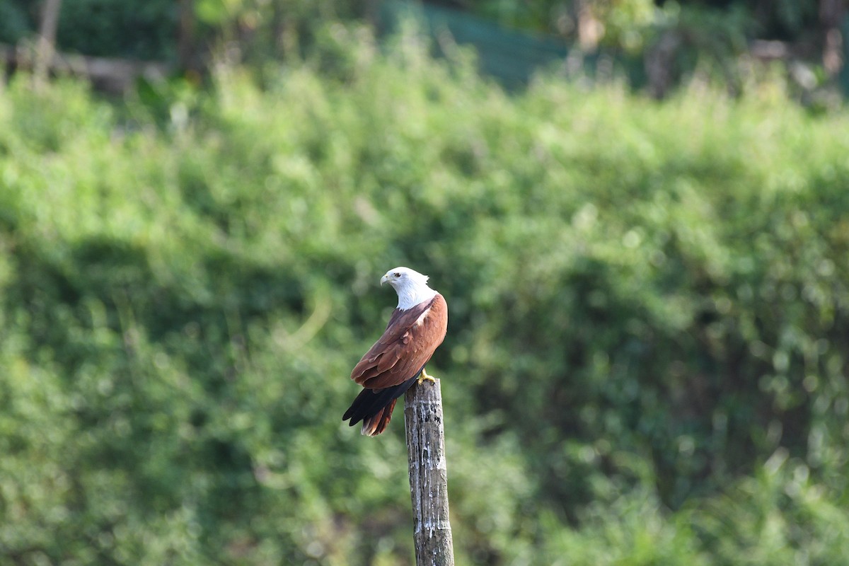 栗鳶 - ML644704762