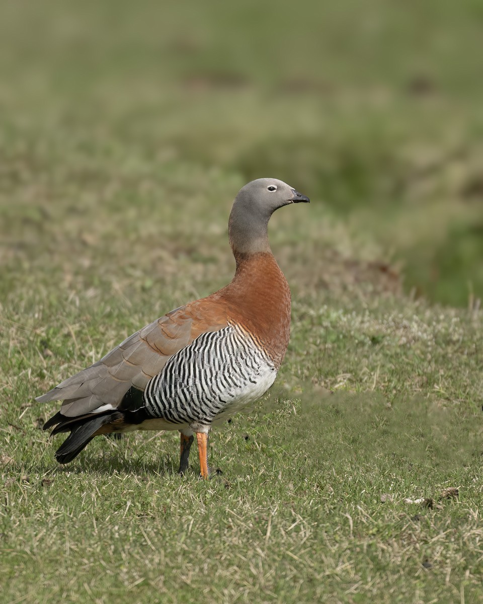 Ashy-headed Goose - ML644704763