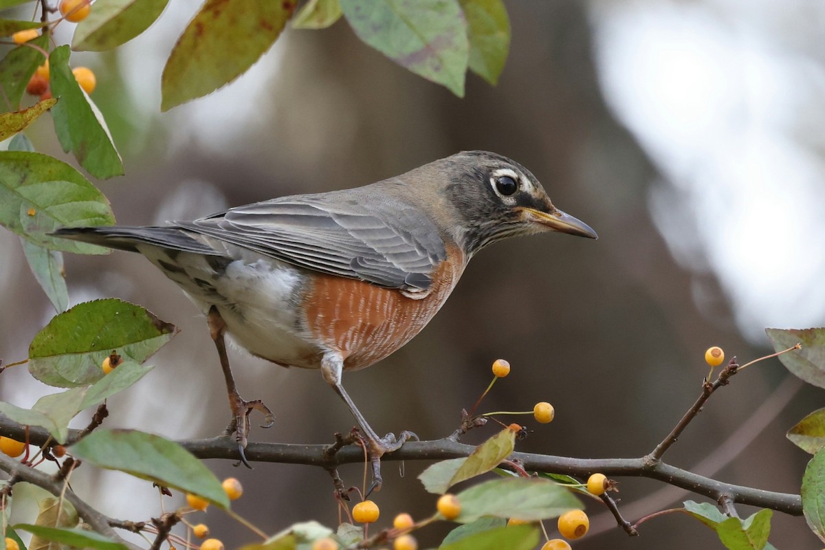 American Robin - ML644704764