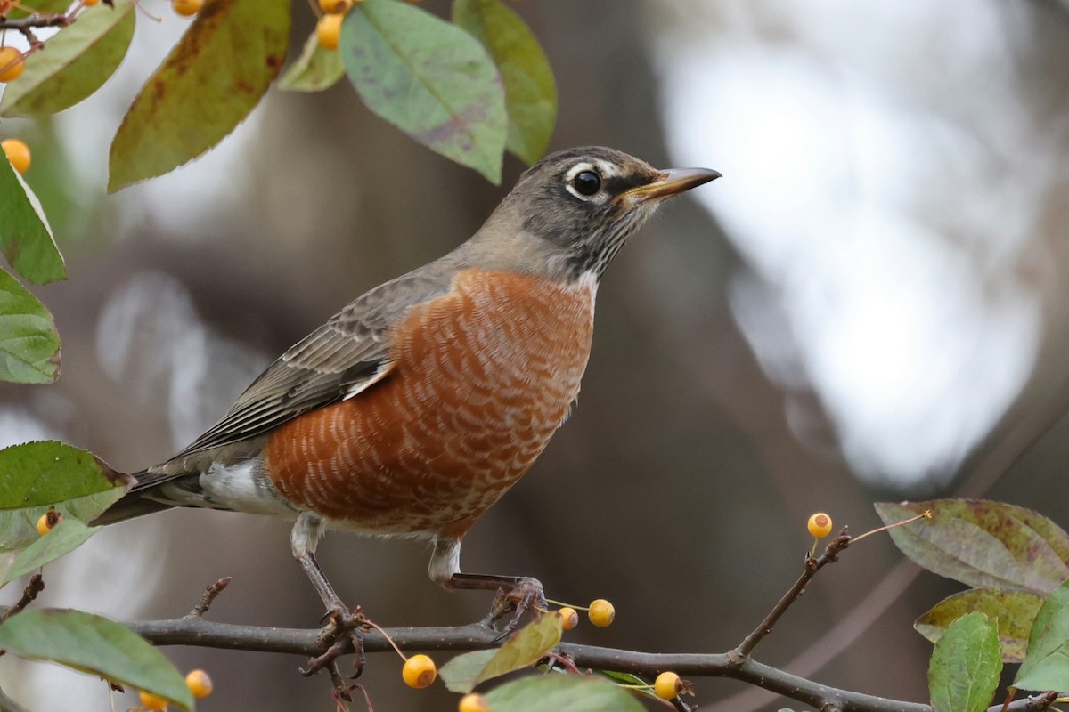 American Robin - ML644704765