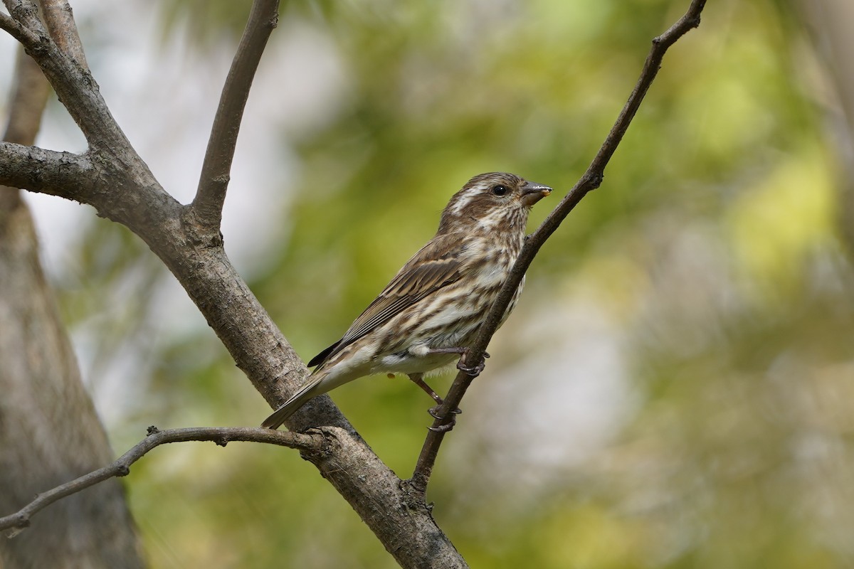 Purple Finch - ML644704767