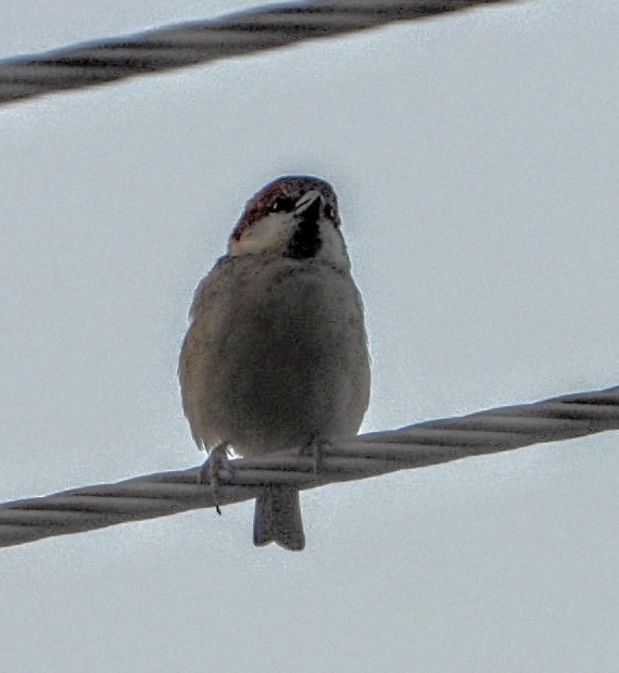 山麻雀 - ML644704768