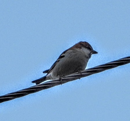 山麻雀 - ML644704769