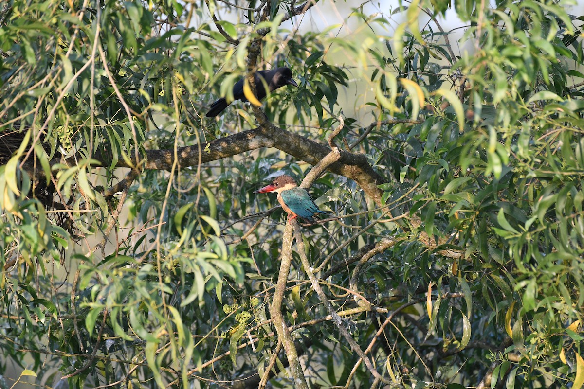 Stork-billed Kingfisher - ML644704770
