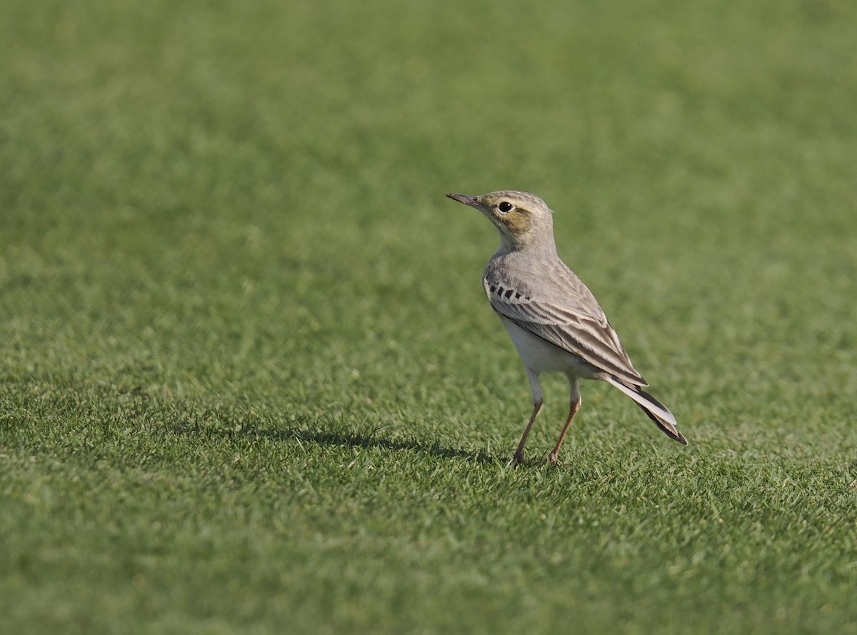 Tawny Pipit - ML644704771