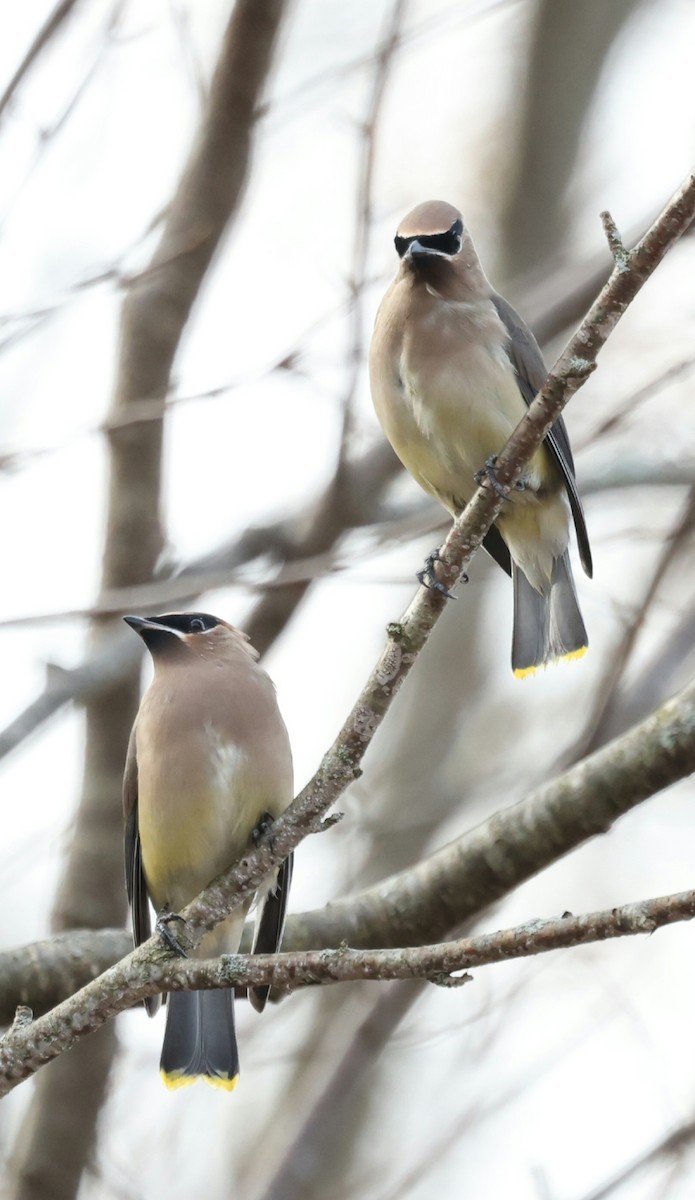 Cedar Waxwing - ML644704774