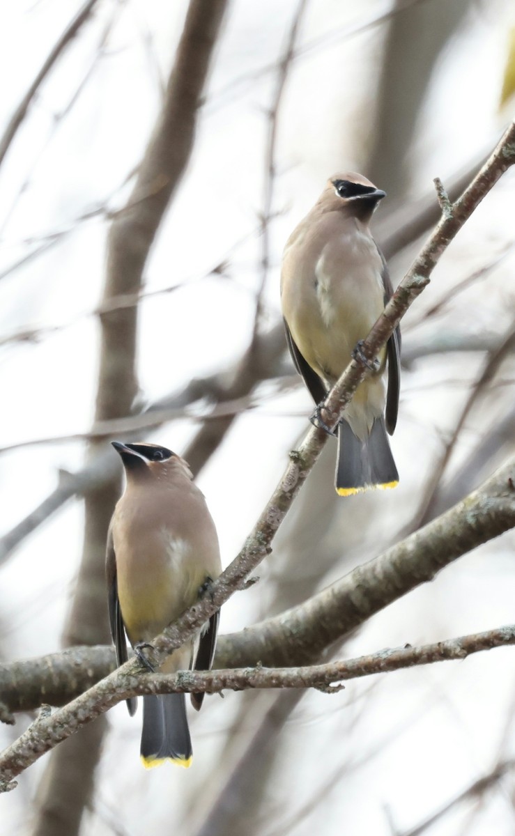 Cedar Waxwing - ML644704775