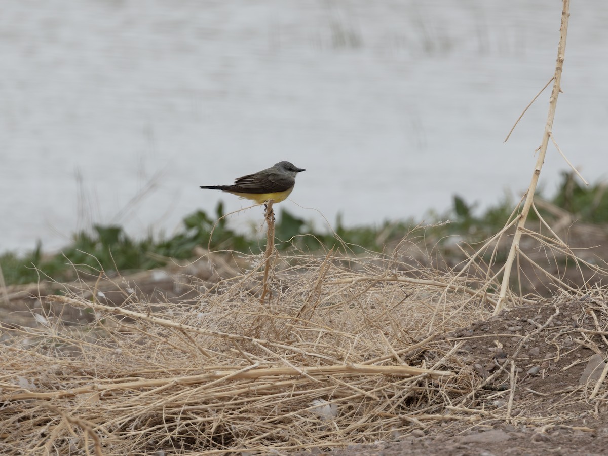 Western Kingbird - ML644704783