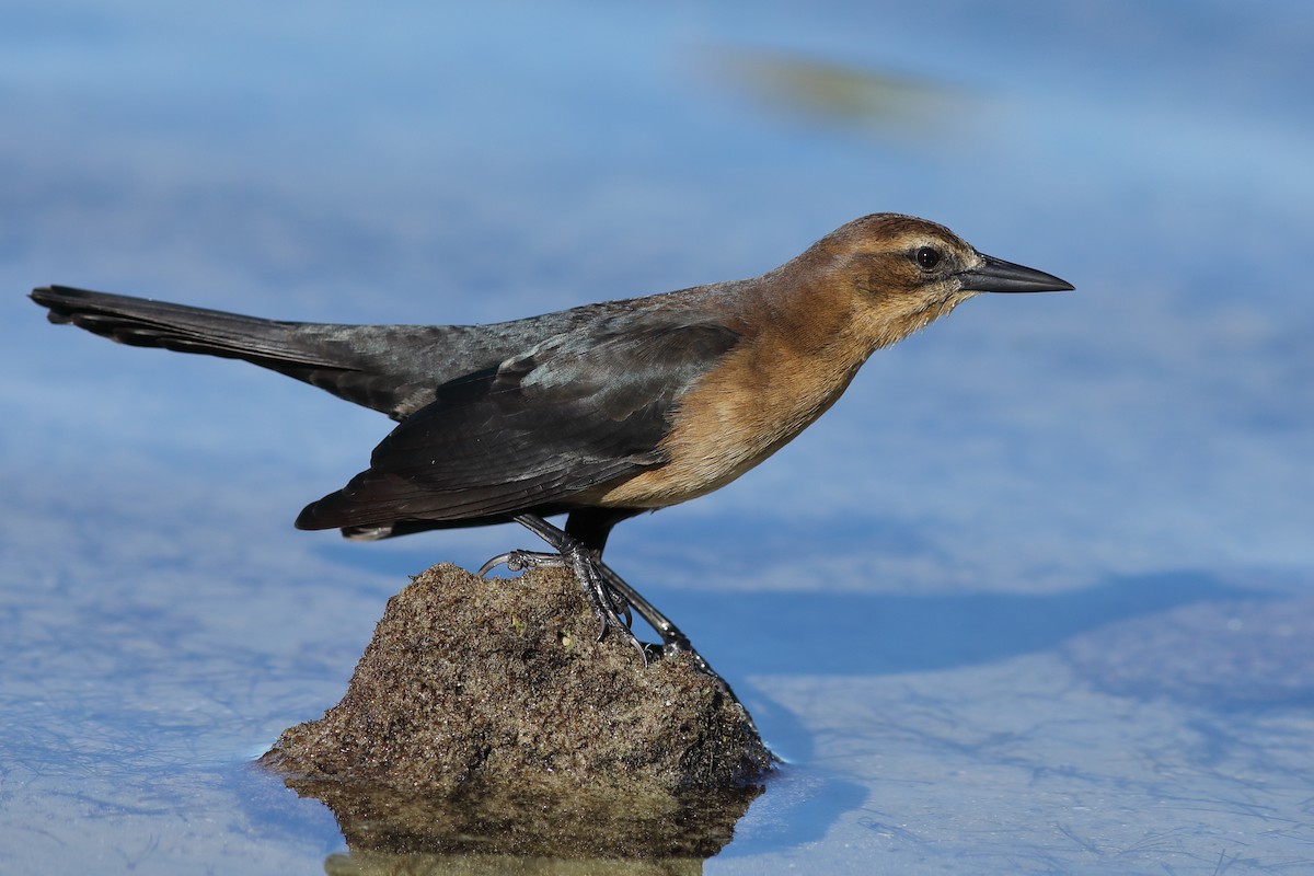 Boat-tailed Grackle - ML644704786