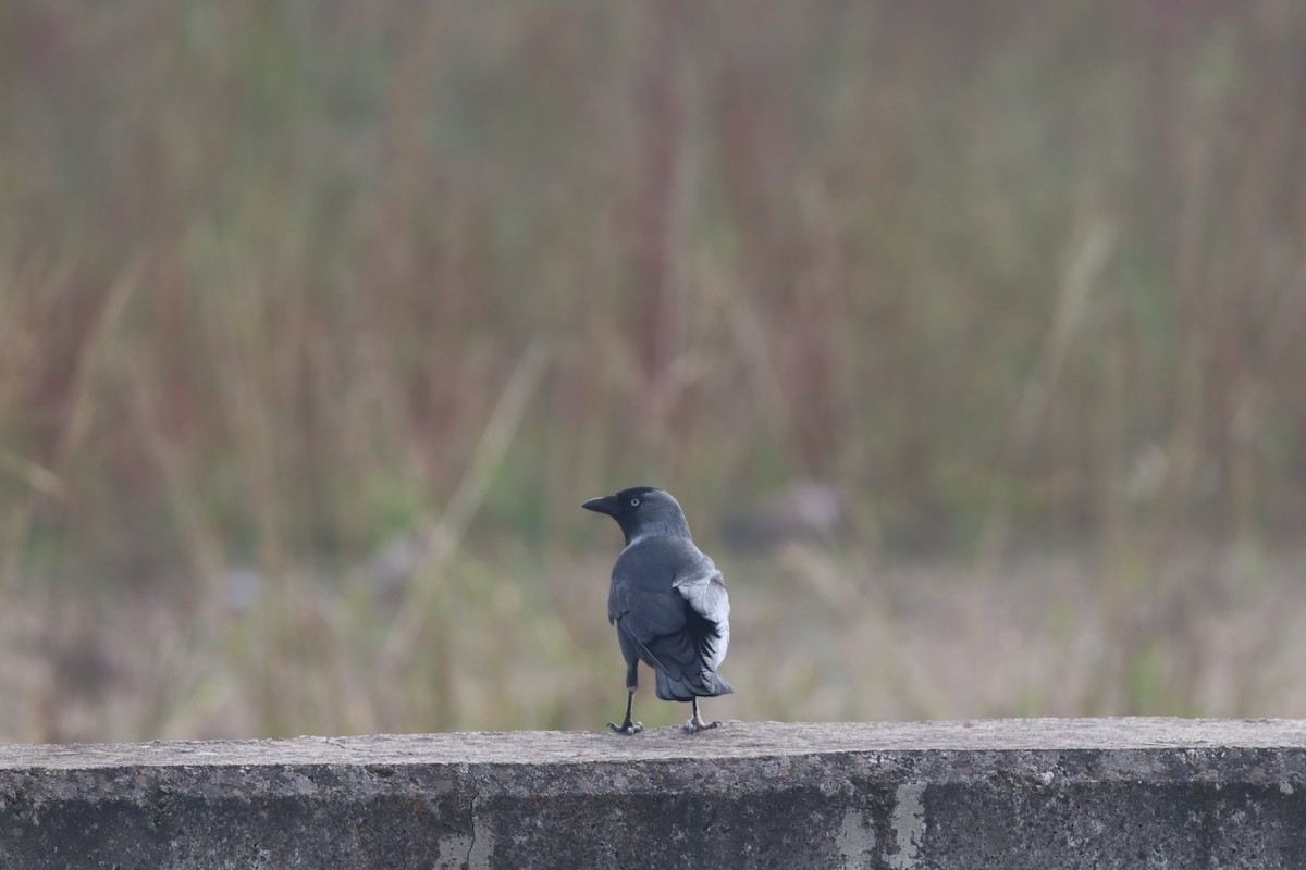 Eurasian Jackdaw - ML644704788