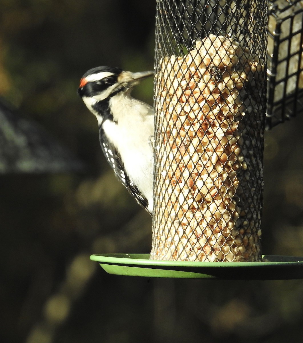 Hairy Woodpecker - ML644704789