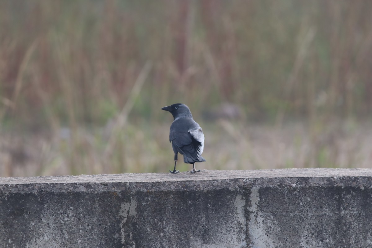 Eurasian Jackdaw - ML644704790