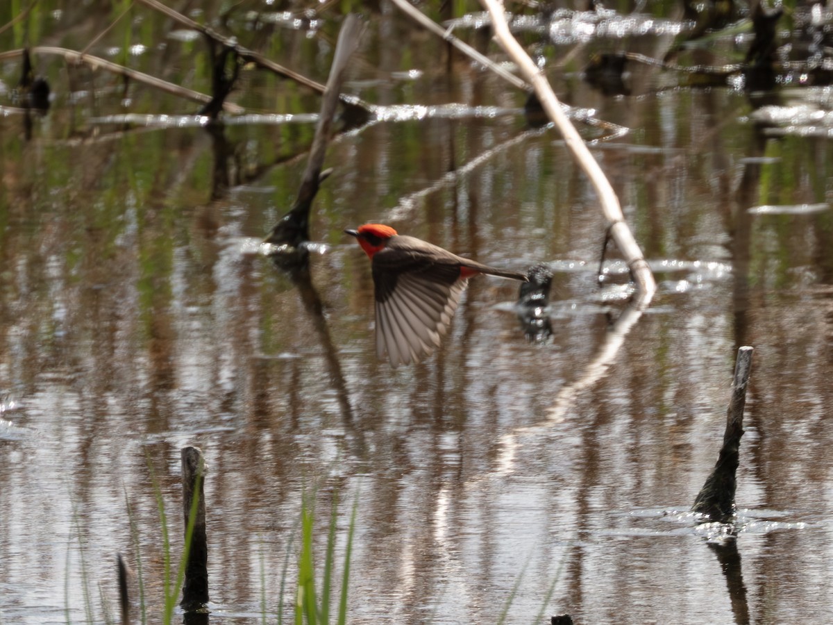 Vermilion Flycatcher - ML644704794