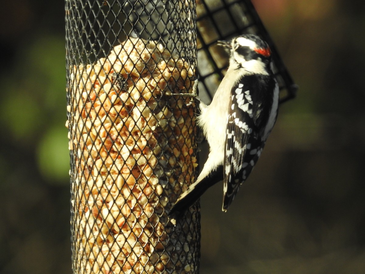 Downy Woodpecker - ML644704796