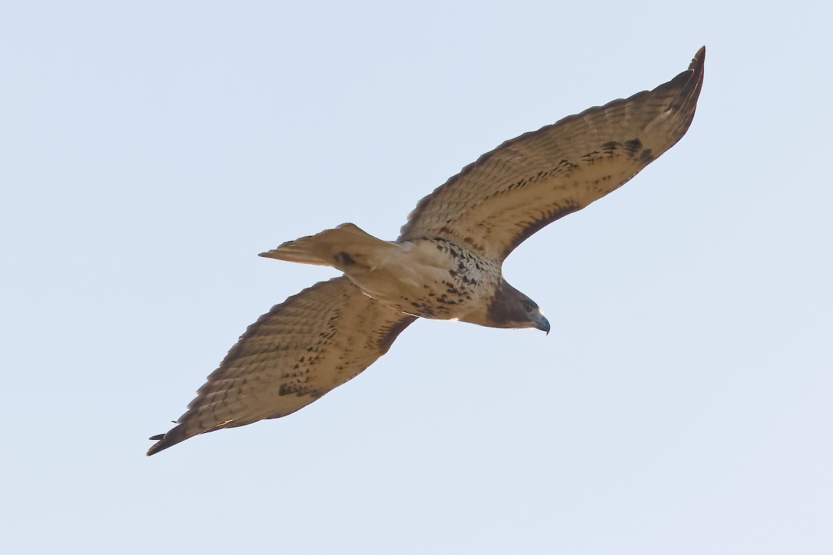 Red-tailed Hawk - ML644704799