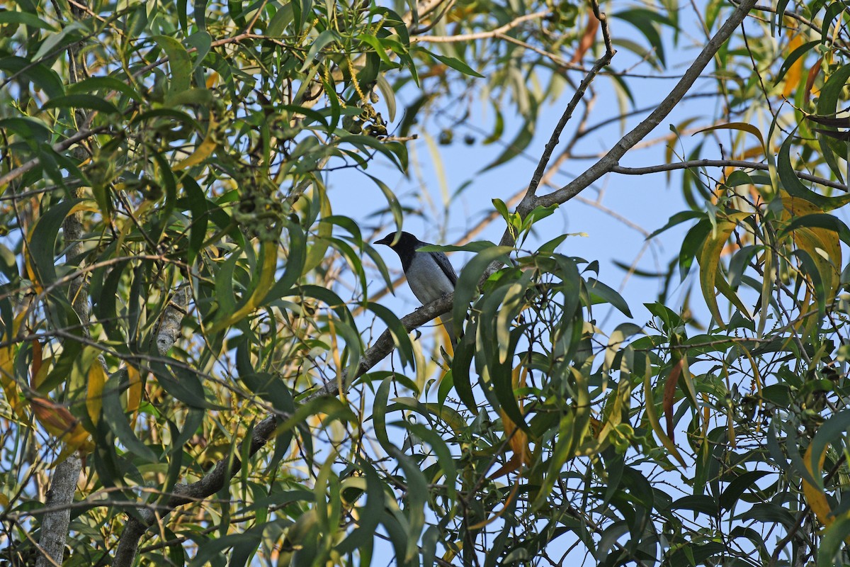 Black-headed Cuckooshrike - ML644704801