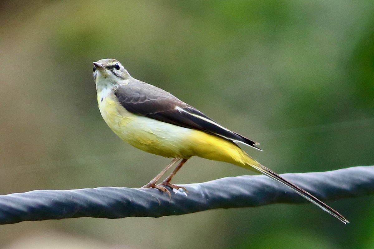 Уулын цэгцгий - ML644704810