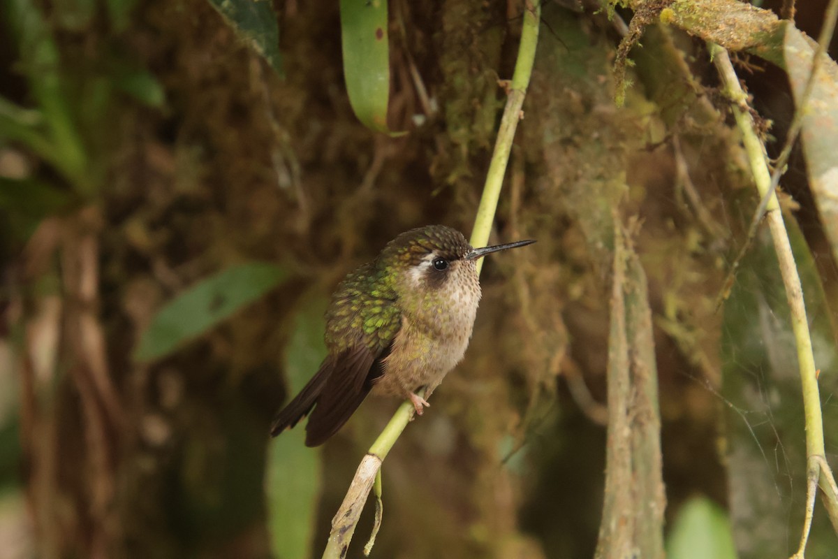 Speckled Hummingbird - ML644704811