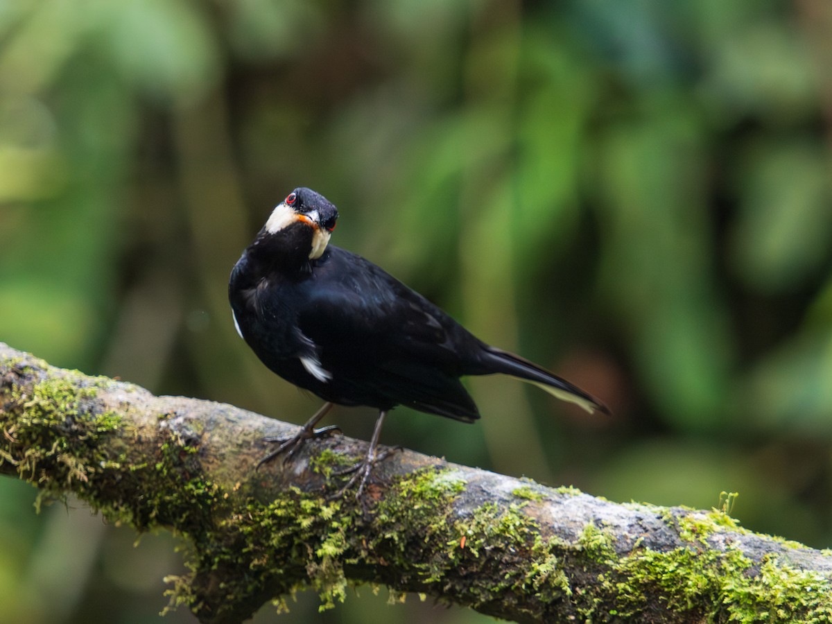 Чёрный кларино - ML644704822