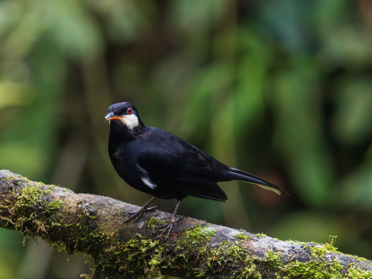 Чёрный кларино - ML644704823