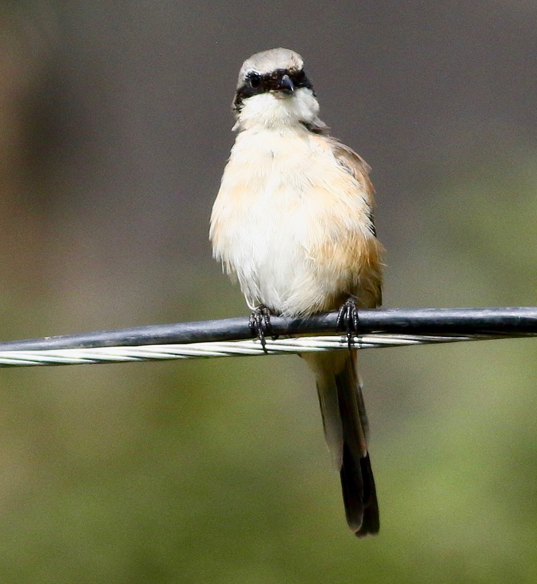 Алаг дунхай - ML644704824