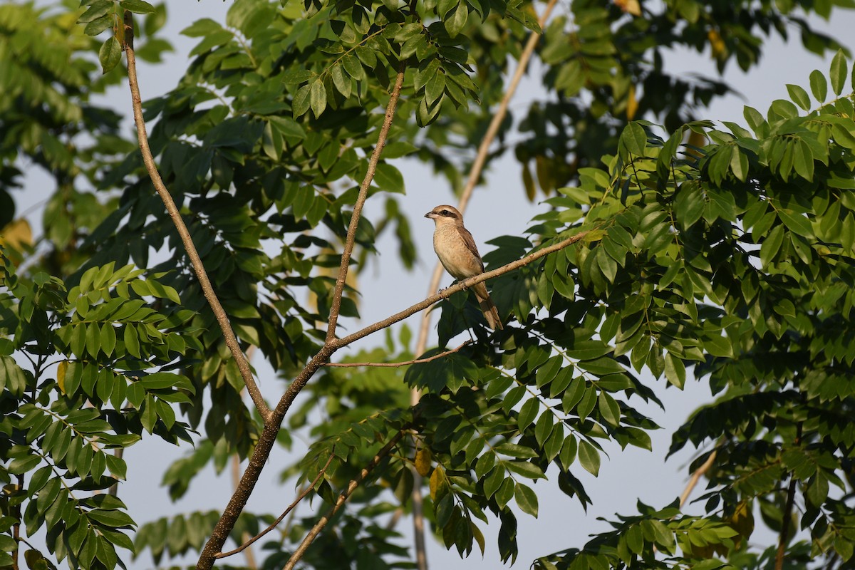 Ухаа дунхай - ML644704825