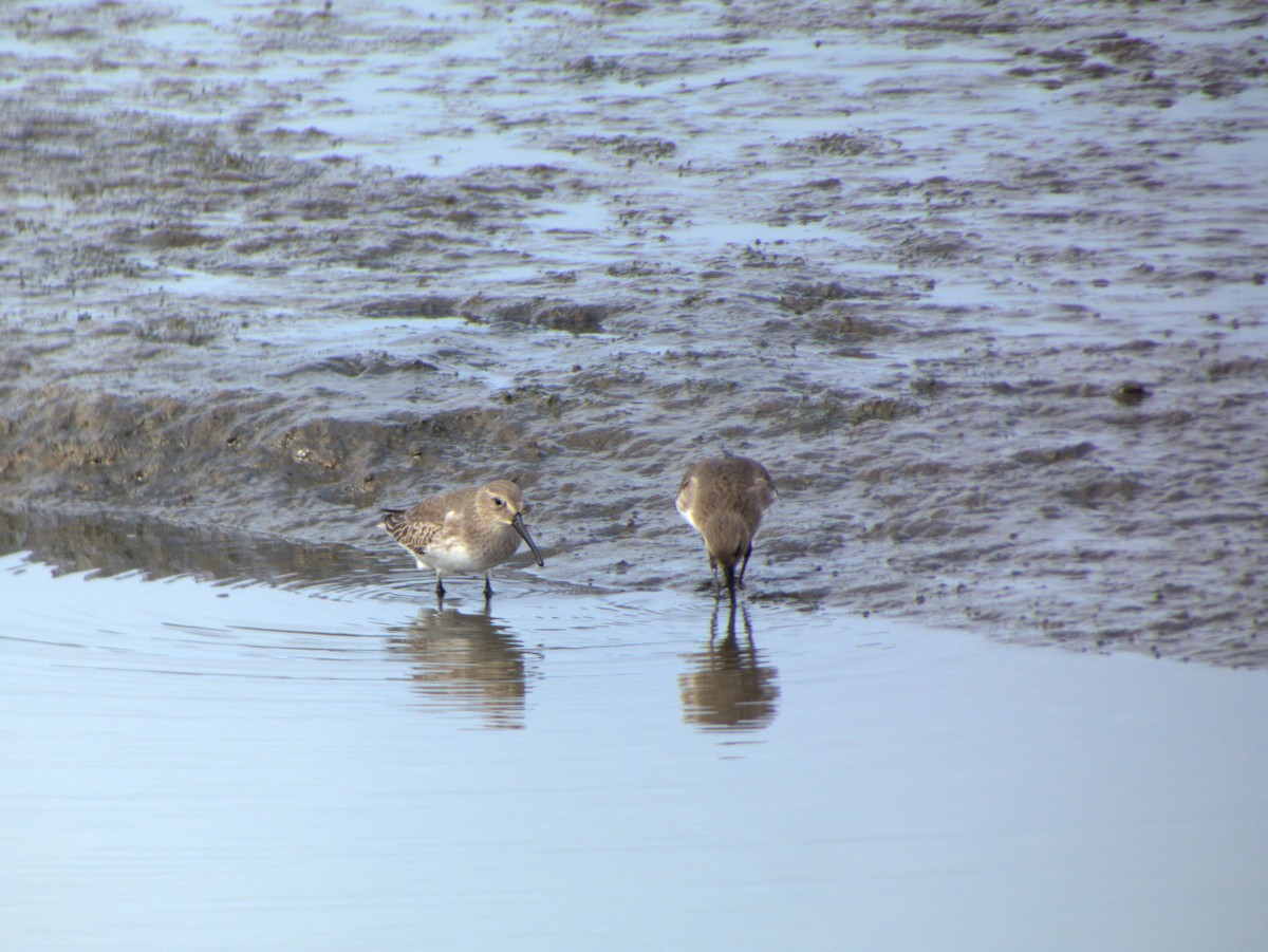 Dunlin - ML644704868