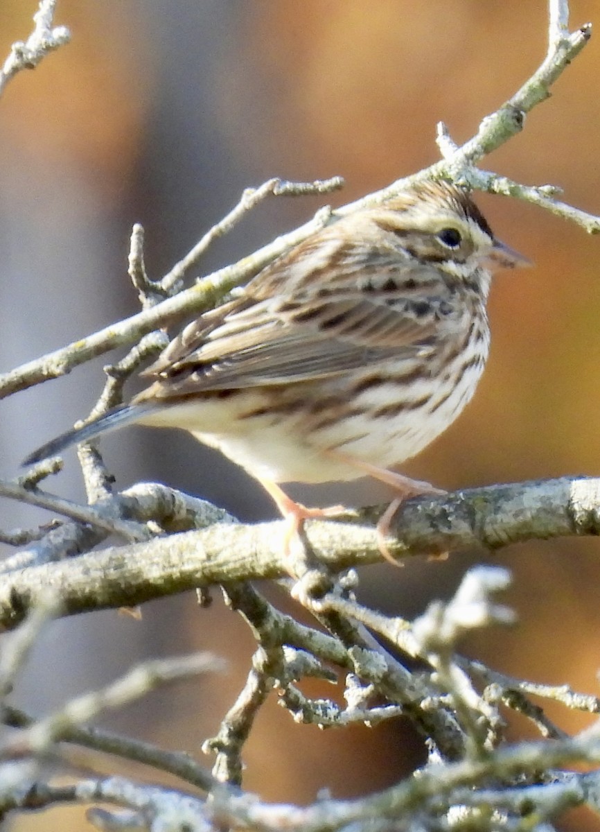 Savannah Sparrow - ML644704880
