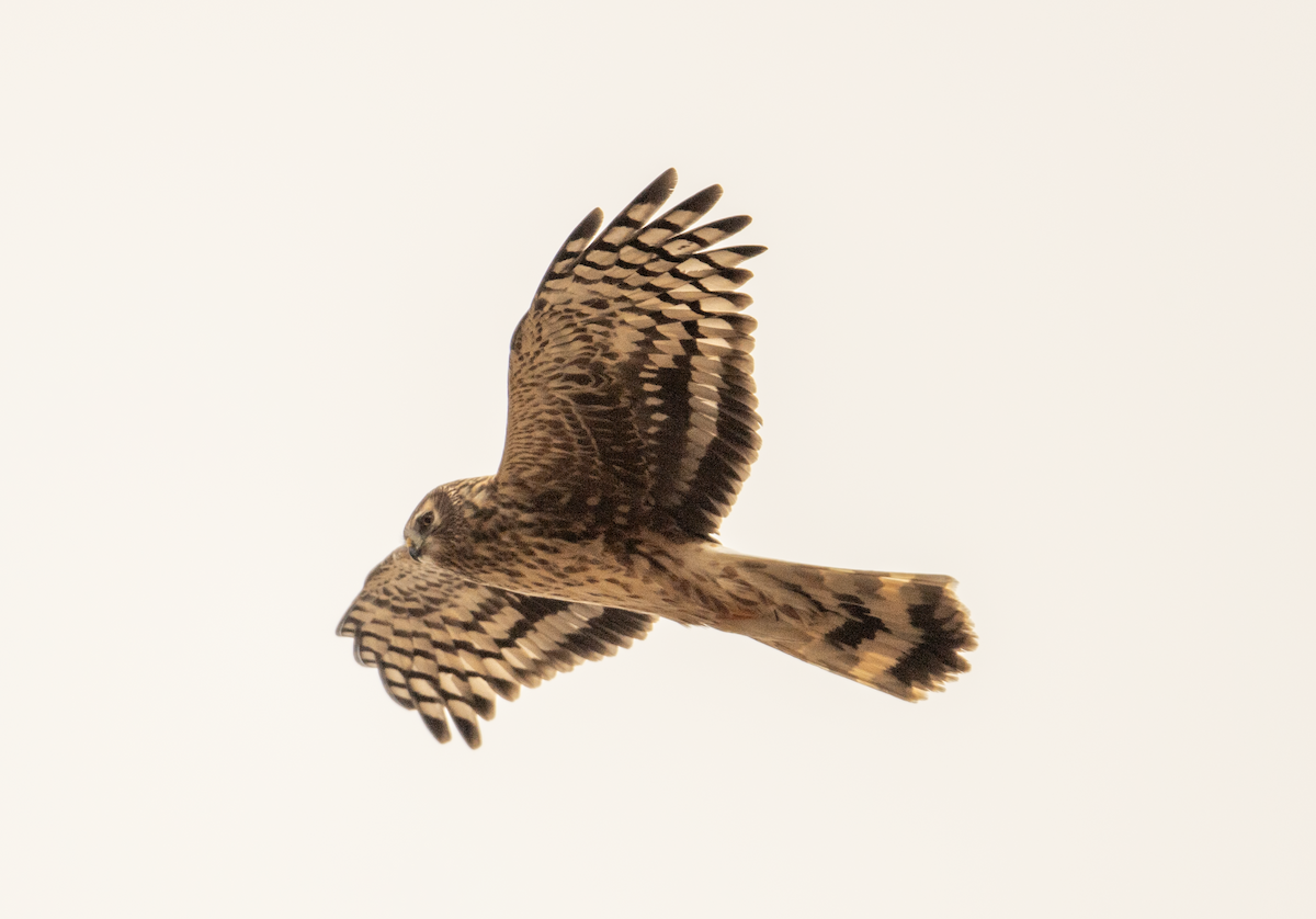 Hen Harrier - ML644704891