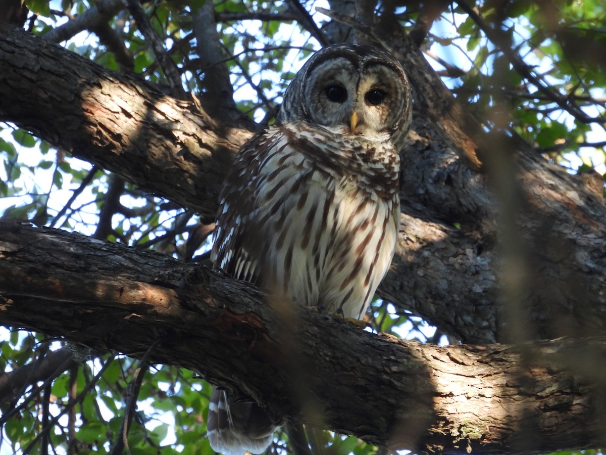 Çizgili Baykuş - ML644704901