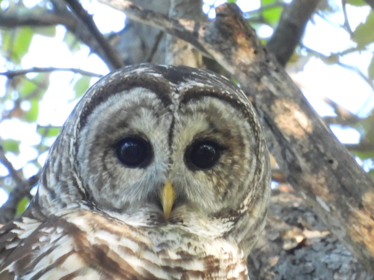 Çizgili Baykuş - ML644704903