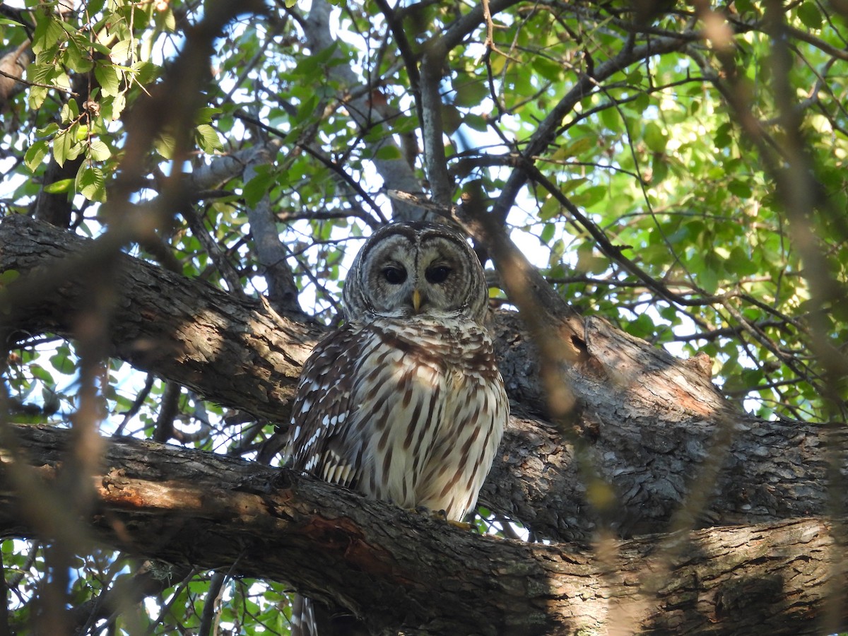 Çizgili Baykuş - ML644704905
