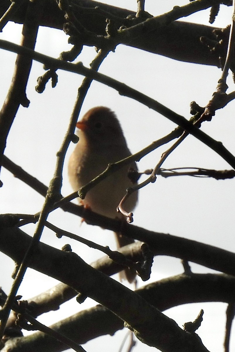 Field Sparrow - ML644704906