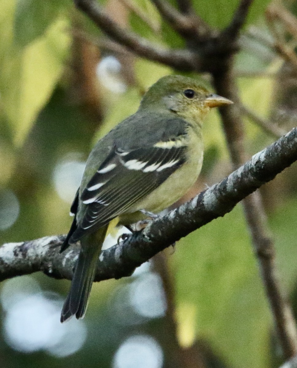Western Tanager - ML644704907