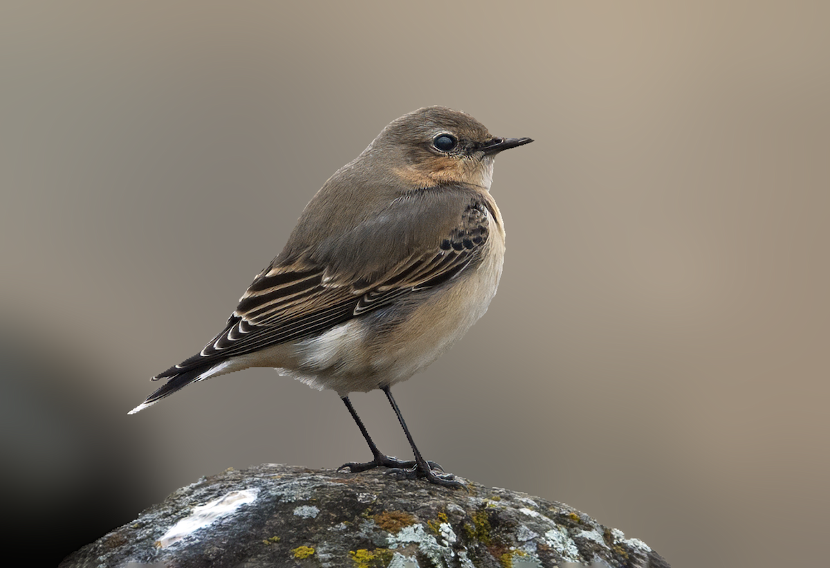 Northern Wheatear - ML644704908