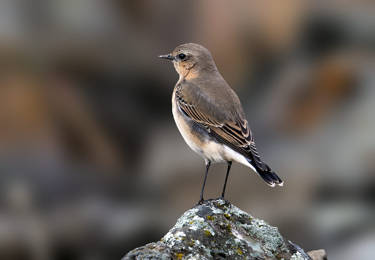 Northern Wheatear - ML644704909