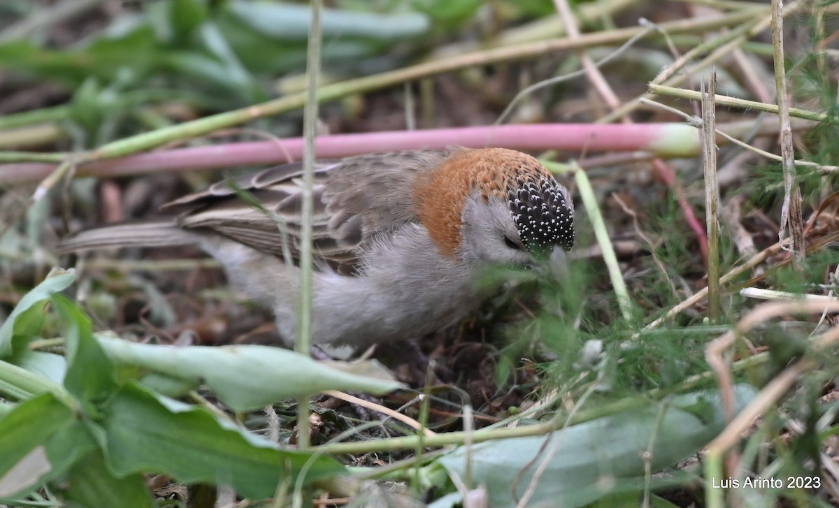 Speckle-fronted Weaver - ML644704910