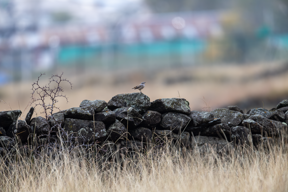 Persian Wheatear - ML644704911