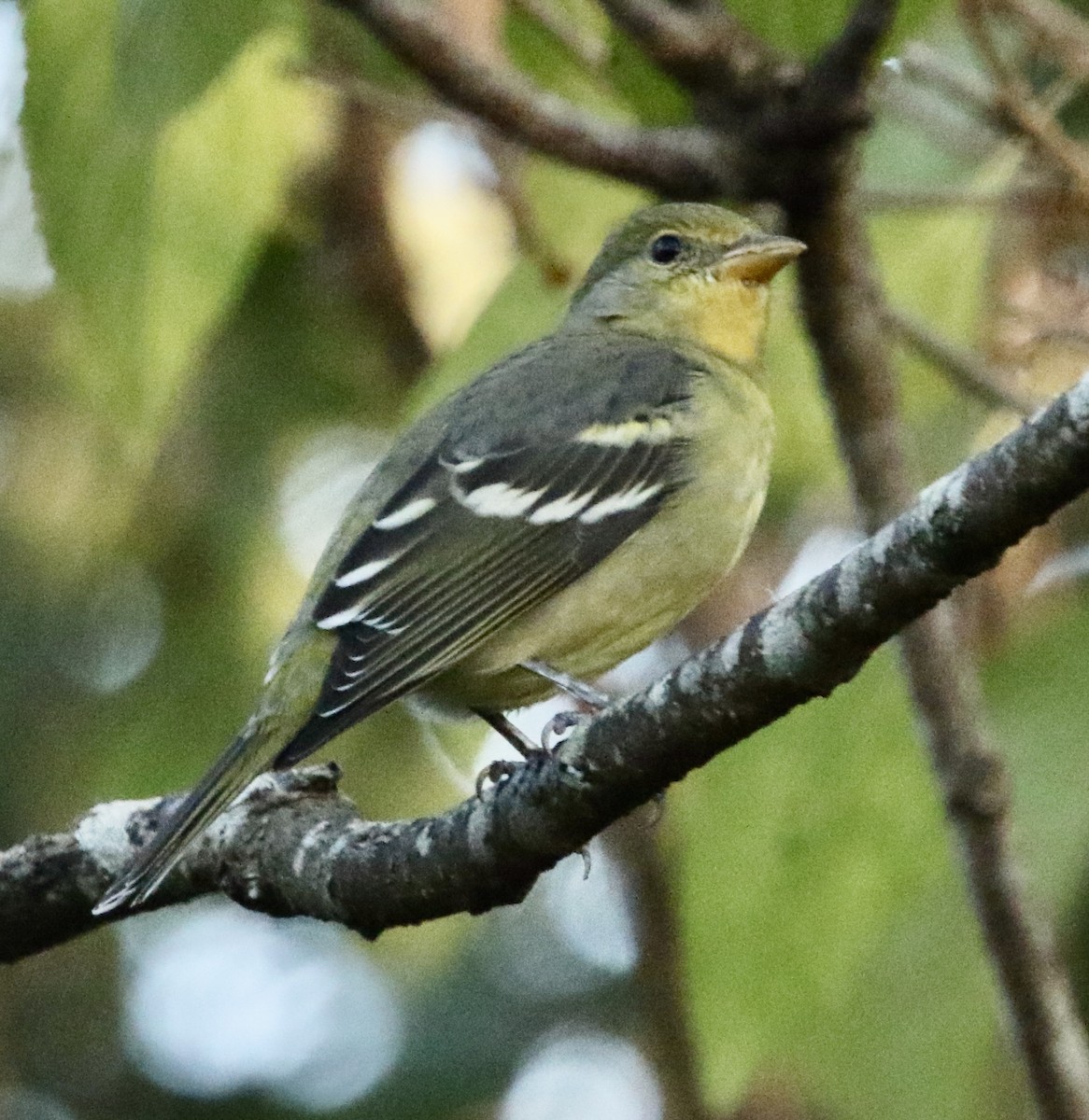 Western Tanager - ML644704912