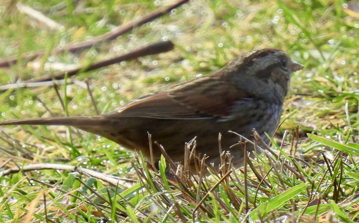 Swamp Sparrow - ML644704913